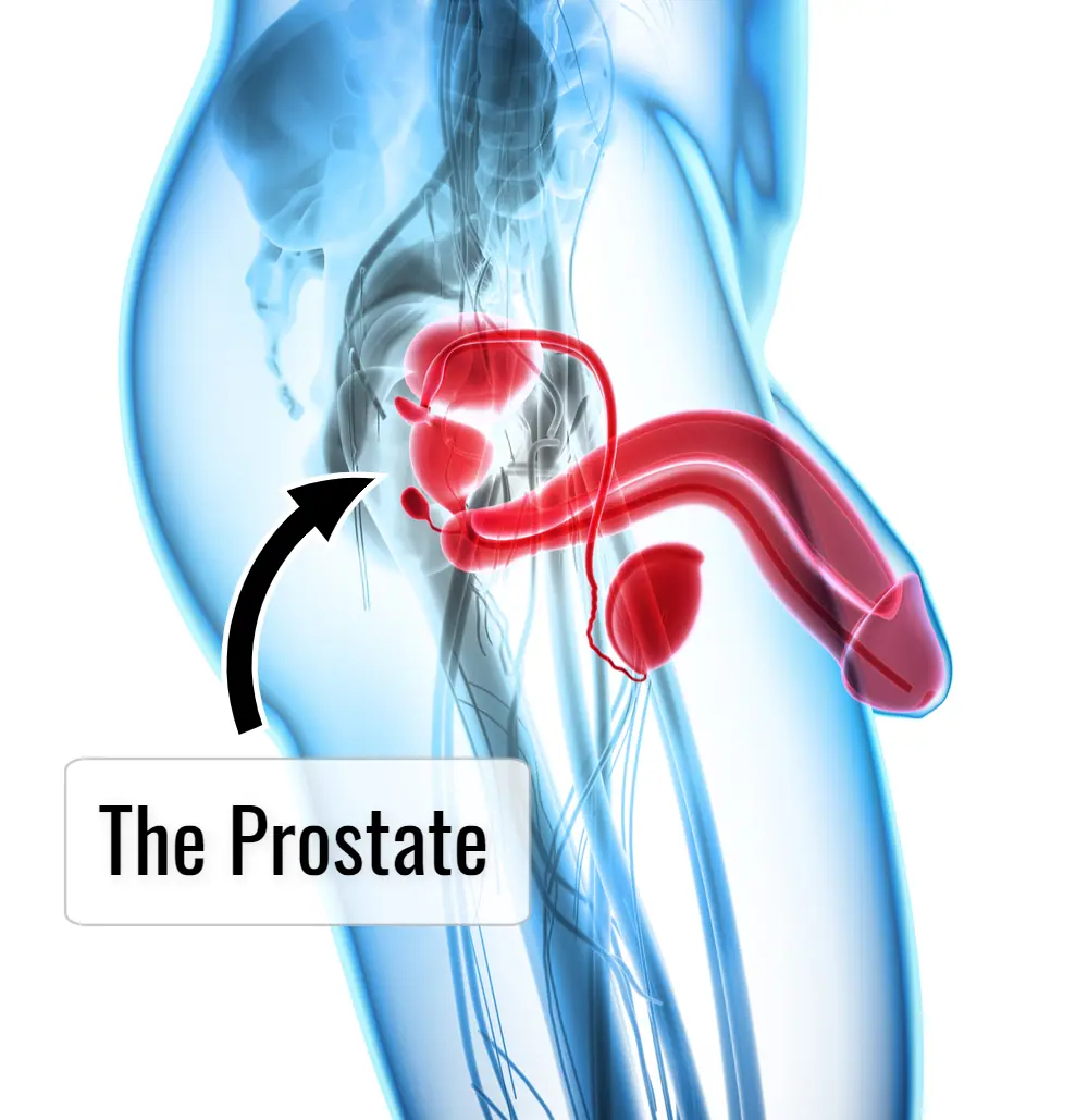The Ultimate Guide to Prostate Milking Prostate Massage Techniques, Preparation, and Tools picture